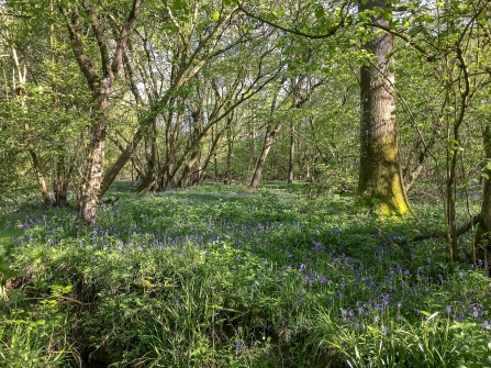 Bluebells