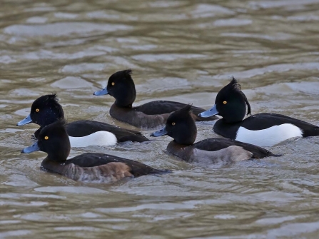 Tufted ducks