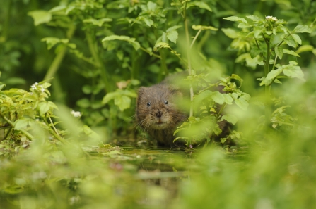 Water vole amongst riverside vegetation