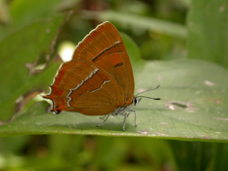 Brown hairstreak butterfly on leaf