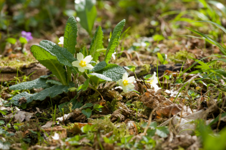 Primroses