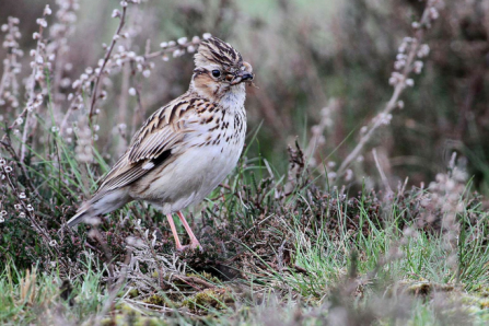 Woodlark