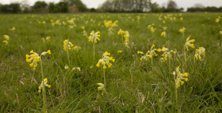 Cowslips