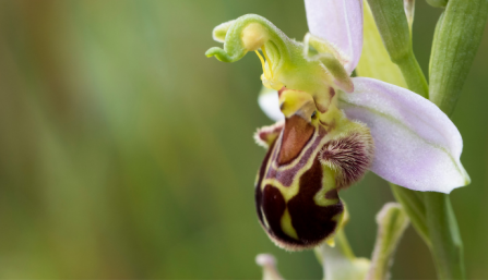 Bee orchid