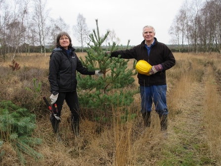 Christmas Tree Sale