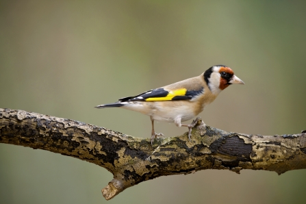 Goldfinch