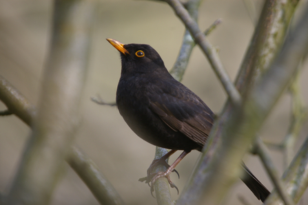 Blackbird in tree