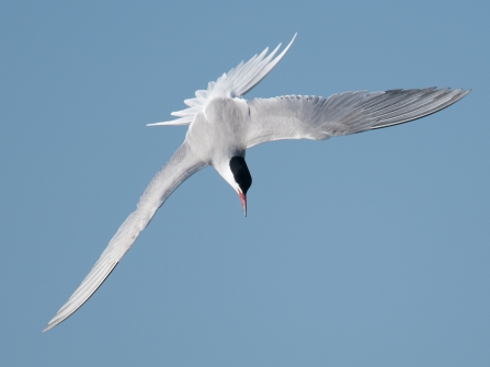 Common tern