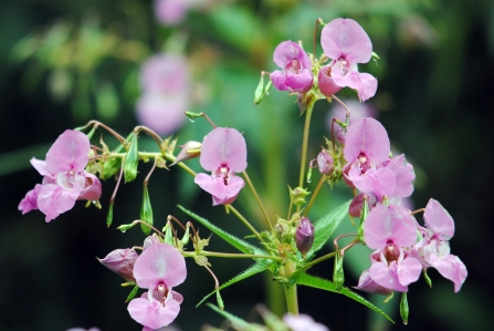 Himalayan balsam