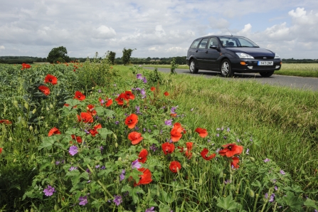 common poppy and mallow flowering next to road verge