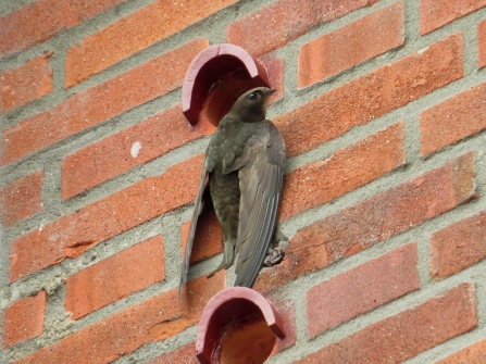 Common swift on swift brick