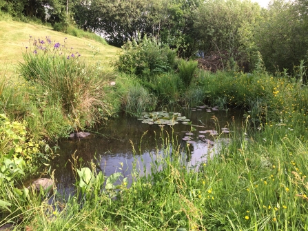 Wildlife pond