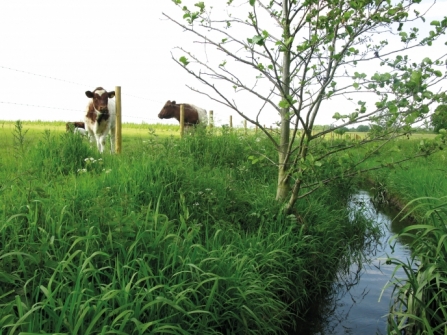 Fences on riverbanks can protect watercourses from riverbank degradation