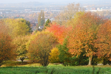 Town and Trees