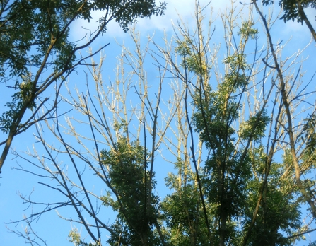 Ash dieback affecting an ash tree