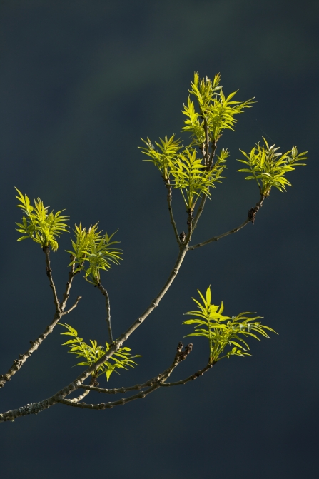 Ash tree in sunlight