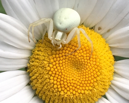 Crab spider