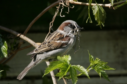 House sparrow