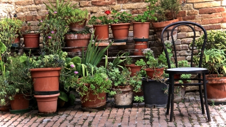 Plants in pots