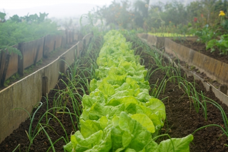 Lettuce growing