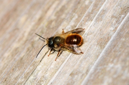 Red mason bee