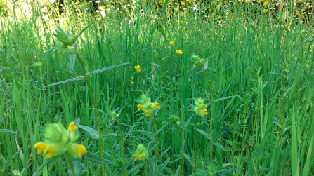 Yellow rattle