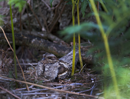 Nightjar nesting on the ground