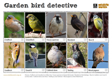 Garden bird spotter sheet