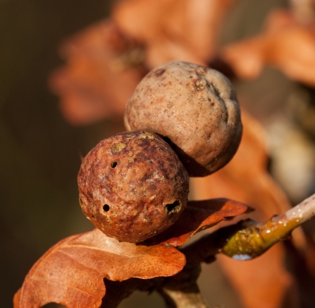 Oak gall by Vaughn Matthews