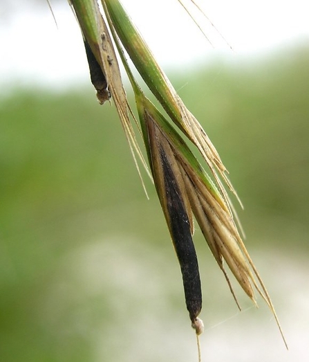 Ergot gall