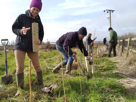 Hedge laying at Rectory Farm