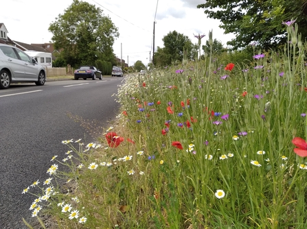 Wildflower verge in full bloom at Weedon