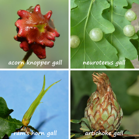 oak galls