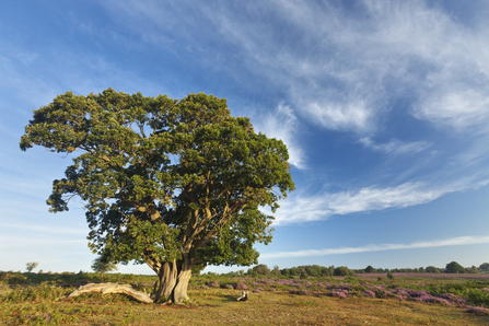 Mature oak