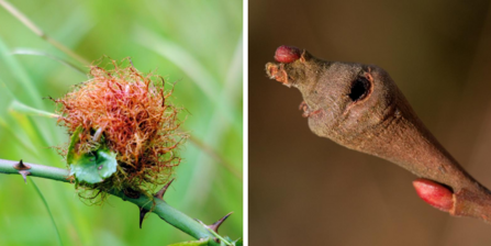 Robin's pincushion and alder twig