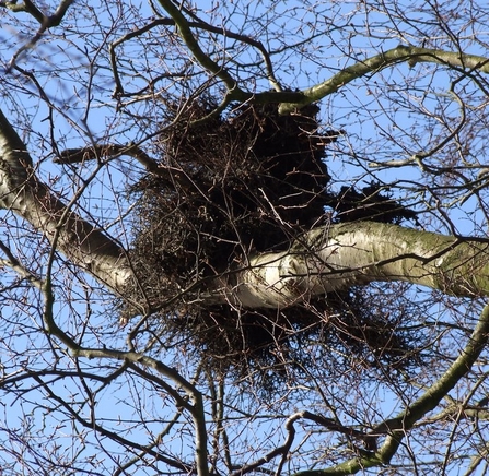 Witches' broom