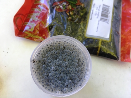 Basil seed frogspawn