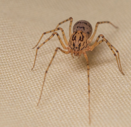 Living with spiders | Berks, Bucks & Oxon Wildlife Trust