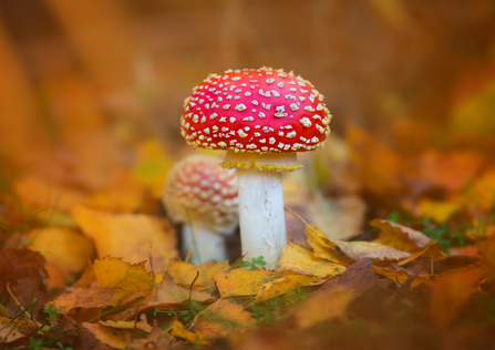 Fly agaric by Jon Hawkins