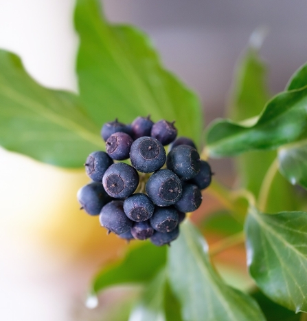 Ivy berries