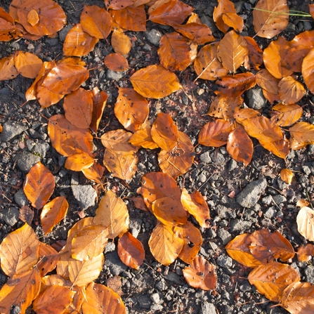 Fallen leaves by Katrina Martin/2020Vision