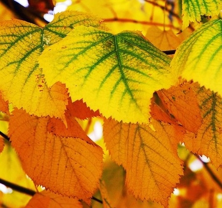 Orange leaves