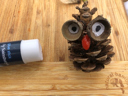 Pine cone owl beak