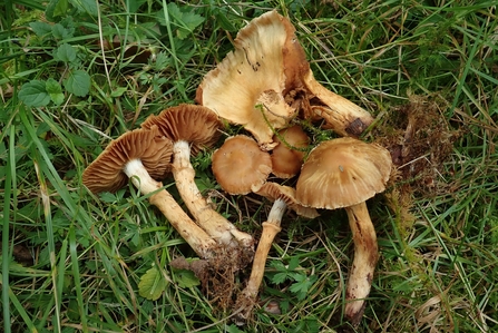 Cortinarius hinnuleoarmillatus