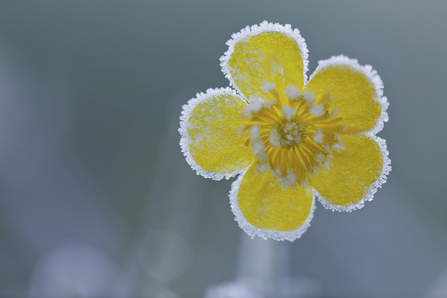 Meadow buttercup