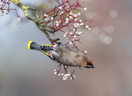 Waxwing