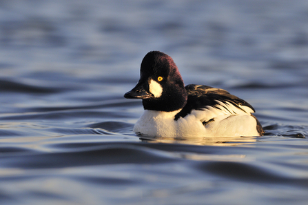 Male goldeneye by Fergus Gill/2020VIsion