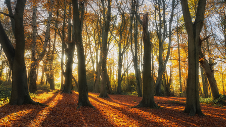 Woodland by Andy Bartlett