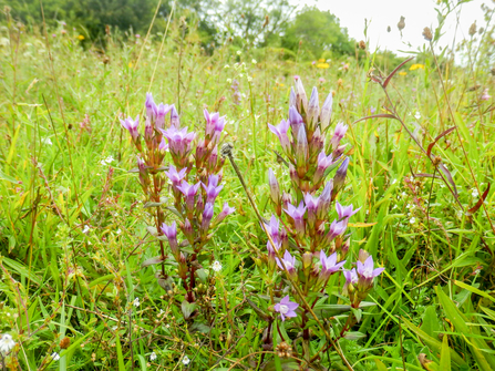 Chiltern gentian flowers at BBOWT's Dancersend nature reserve near Aylesbury. Picture: Mick Jones