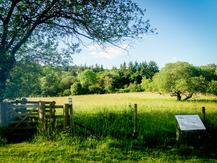 Dancersend nature reserve near Aylesbury. Picture: Pete Hughes